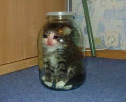 sad cat food
